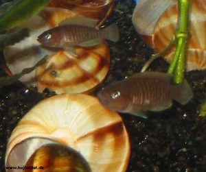 A male and female guarding their territory outside their shells.