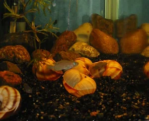 In my 75-liter tank, the male successfully established a harem.