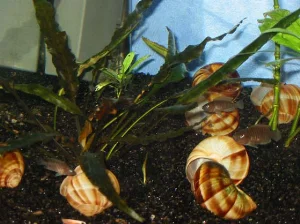 Even small fish can move significant amounts of sand and shells.