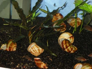 Vineyard snail shells serve as perfect homes for 'multies'.