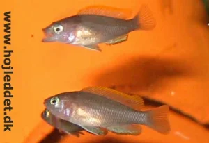 Juveniles are ready for sale when they reach about 2.5 cm.