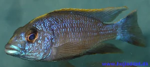 *Otopharynx lithobates*