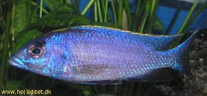 Mit seneste billede af min lithobates, taget den 19. juli 2004.