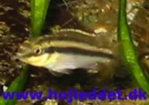 Et mindre godt billede af kribensis'en.