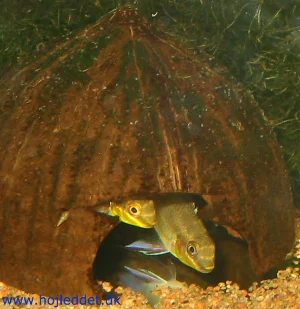 Et par i deres hule, klar til leg.