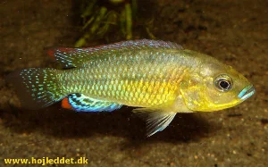 The biggest male of my P. philander dispersus.
