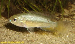 A female P. philander dispersus