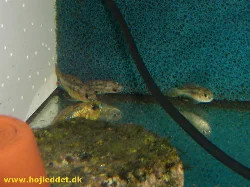 I isolated the group in a small tank right after I bought them.