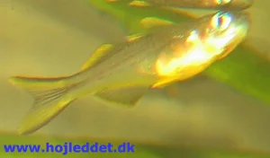 Another image of a male.