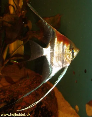 Et billede af min største "Red shoulder" scalare. Billedet er taget den 4. januar 2005 med et Pentax S5i. 
