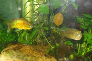 Voksent par af *P. philander philander* – hunnen bærer på æg.