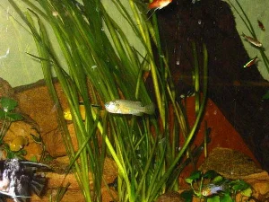 På billedet ses en af mine unger der går med æg.
