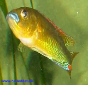 Min oprindelige han, der tydeligt viser artens smukke farver.