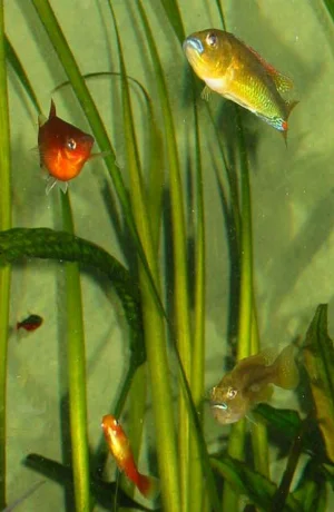 Det voksne par igen; hunnen er atter drægtig.