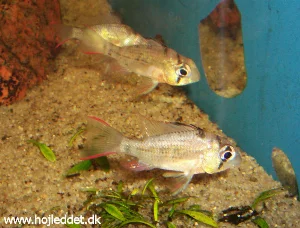 To be translated: Når de udforsker det nye akvarium foregår det for det meste i flok.
