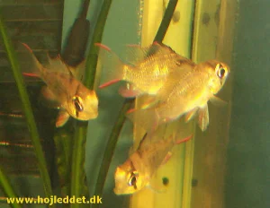 To be translated: Mine ny-indkøbte cichlider gemmer sig i hjørnet.
