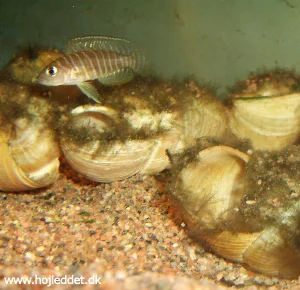 A female N. similis.