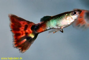 A grey guppy with a triangle tail - unknown origin.