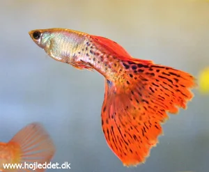 Moscow half-filigree guppy with triangle tail from Flemming Stræde.