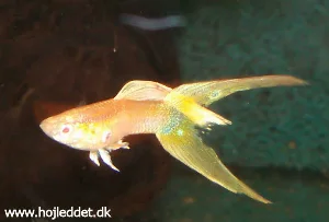 Red Albino guppy with double swordtail.