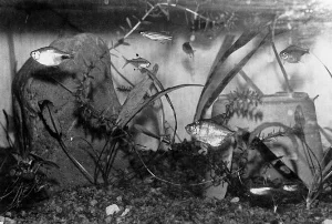 Mit første 150 liters akvarium.