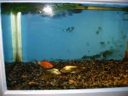 20 liter aquarium (right)