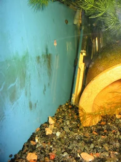 Cyprichromis leptosoma