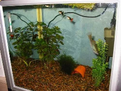 75-liter aquarium (left)