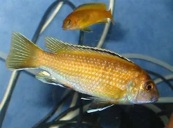 Pseudotropheus sp. "black dorsal"