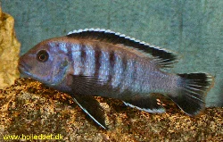 Pseudotropheus sp. "ndumbi gold"