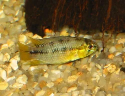 Apistogramma sp. "opal"