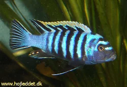 Cynotilapia afra sp. "yellow top"