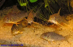 Corydoras sterbai (Sterba's catfish)