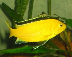 Labidochromis caeruleus (Golden Special, Electric Golden)