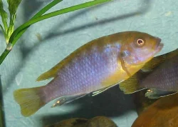 Labidochromis sp. "hongi"