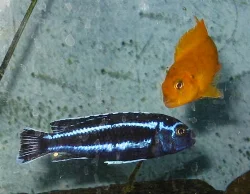 Melanochromis cyaneorhabdos (Maingano)
