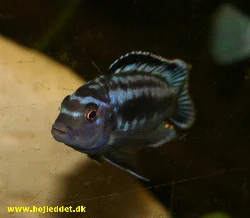 Melanochromis johannii