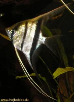 Pterophyllum scalare rio manacapuru (Red back, Red shoulder)